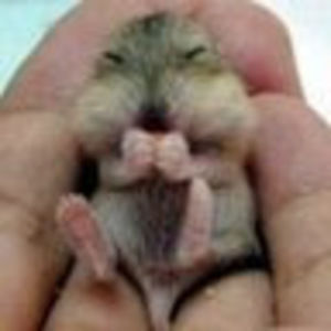 Meet your Posher, Veronica